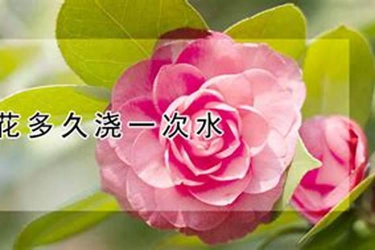 茶花什么时候施肥