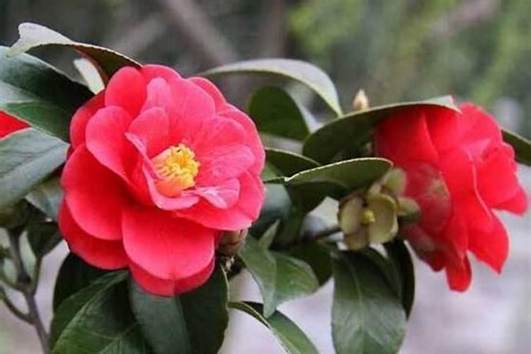 茶花开花多久施肥