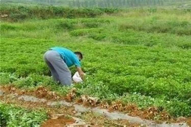 青萝卜的种植方法