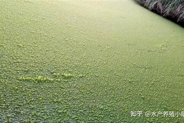 简述水产养殖中使用生物肥的技术特点
