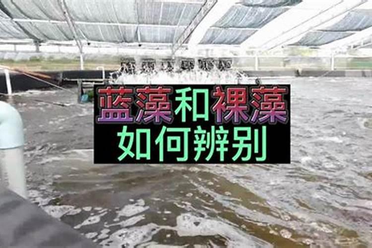 池塘养鱼水质调控,哪种EM菌效果最好？