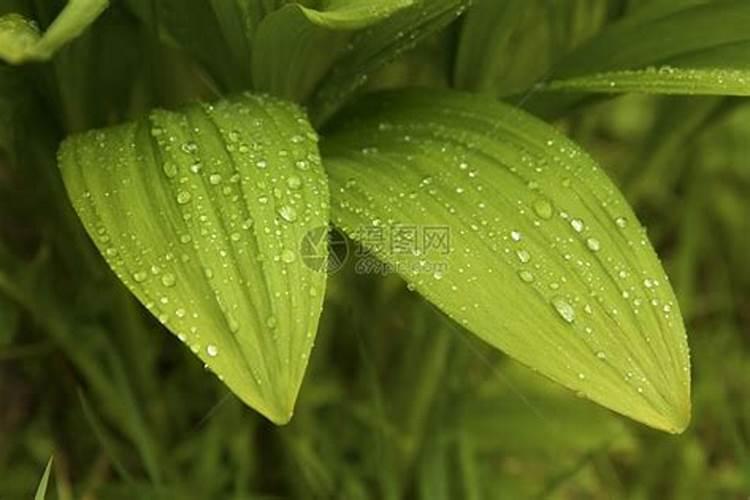 秋后韭菜的种植管理 韭菜怎么施肥好