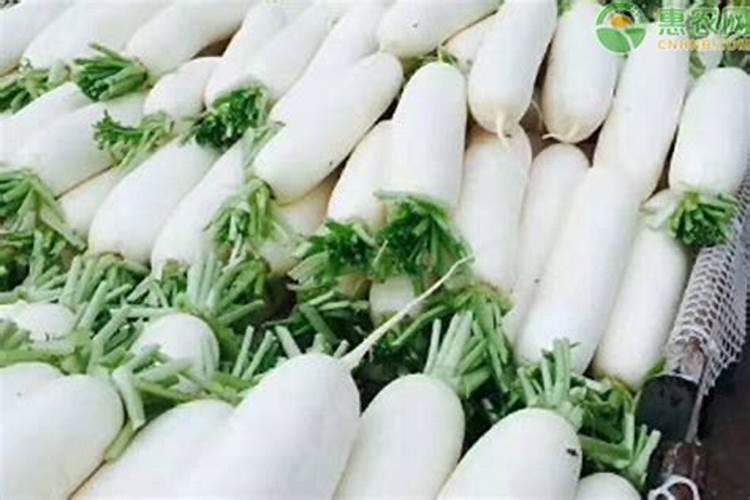 兰花如何追肥