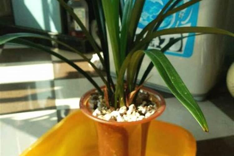 兰花要怎么才能开花,花期养护方法