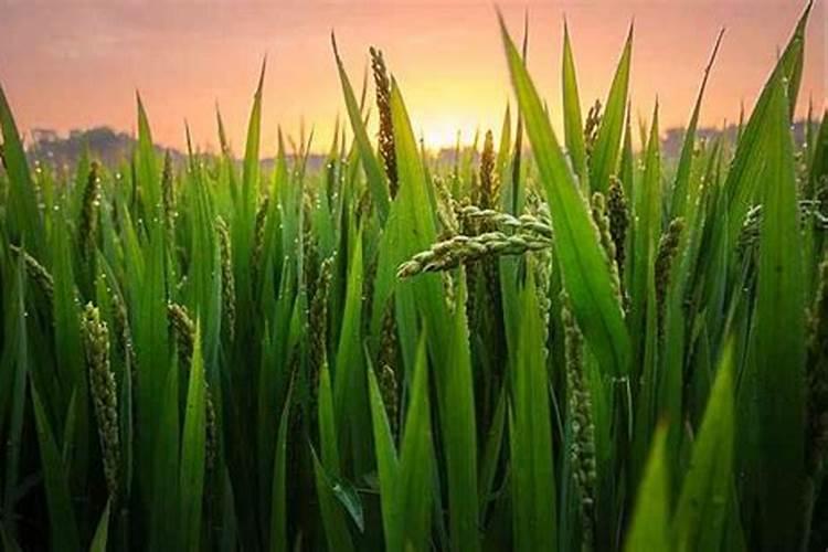 苹果树6月份施什么肥