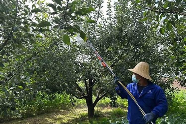 苹果树什么时候追肥合适