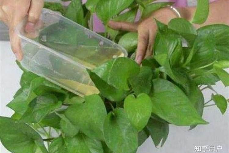什么是磷肥和钾肥
