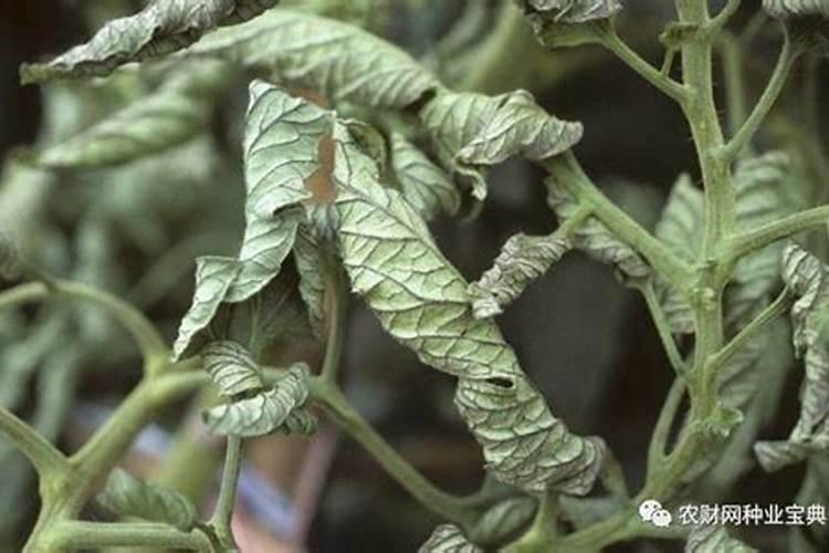 那些蔬菜可以用叶面肥