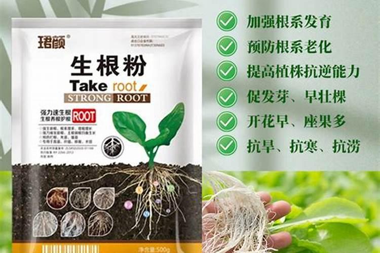 养根护根的肥料都有哪些