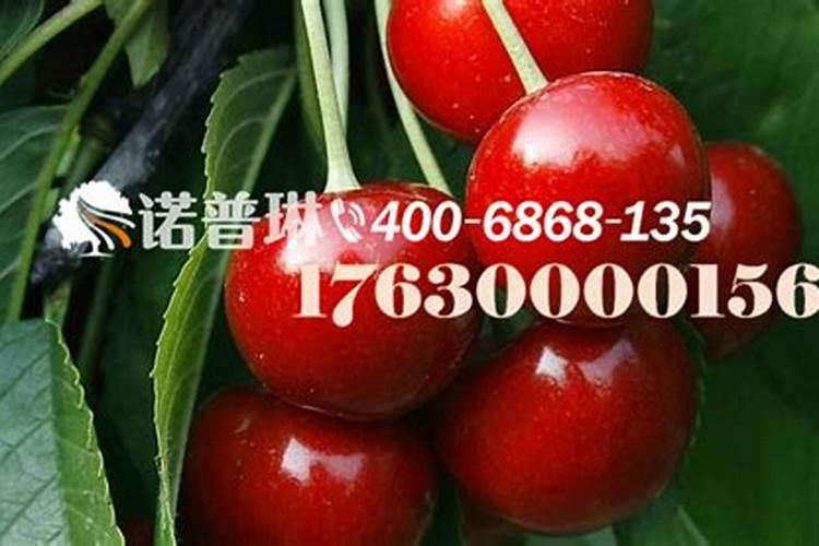 大樱桃树四月份管理技术要点