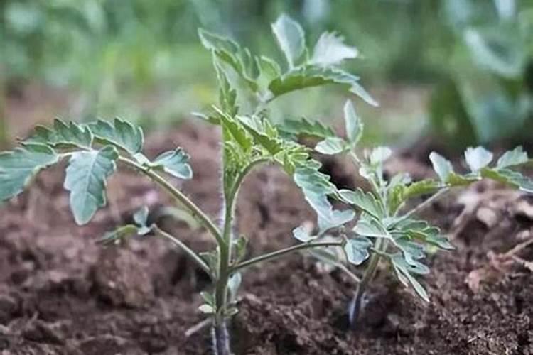 西红柿的种植用什么肥料好