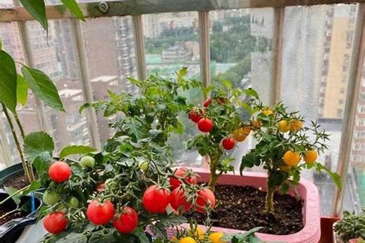 西红柿的种植用什么肥料好