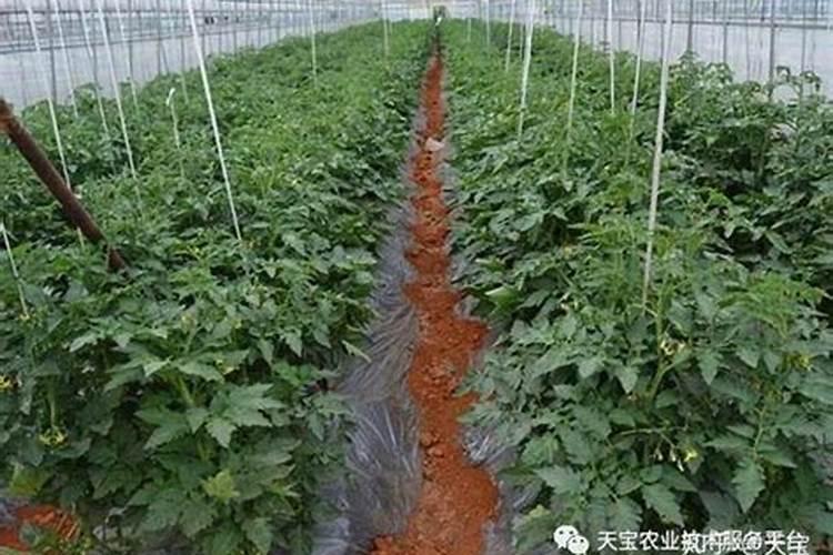 盆栽小番茄多久施肥 盆栽小番茄的肥料使用频率