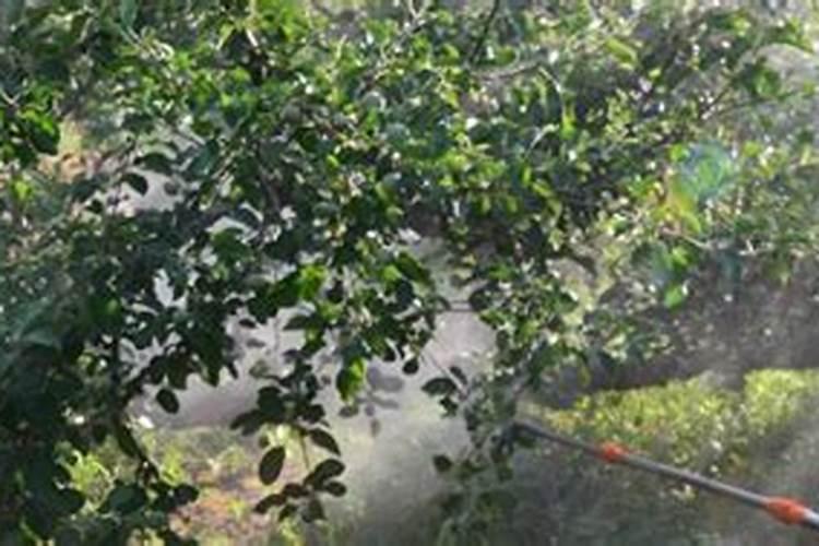 苹果树上什么肥料好