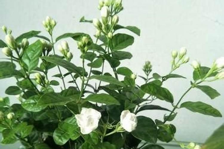 茉莉花施什么肥最好 适合用什么肥料
