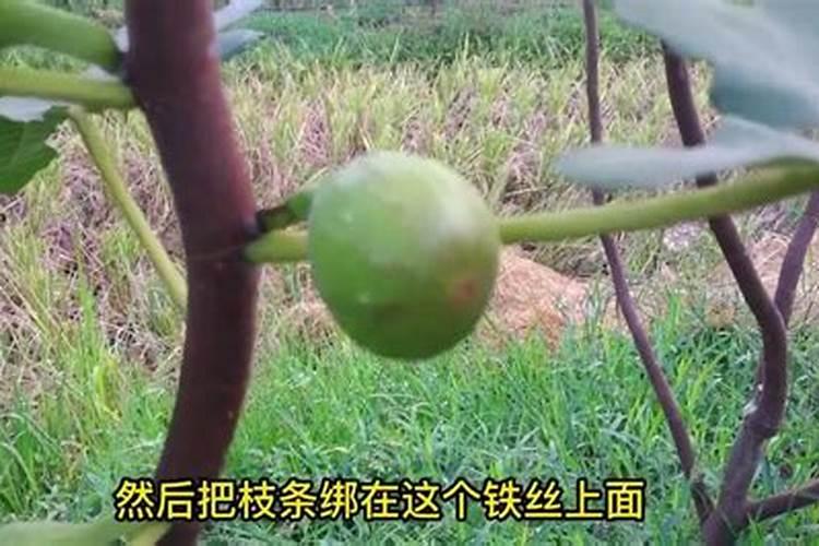 无花果追肥用什么方法