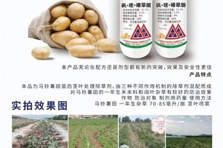 白僵菌的注意事项