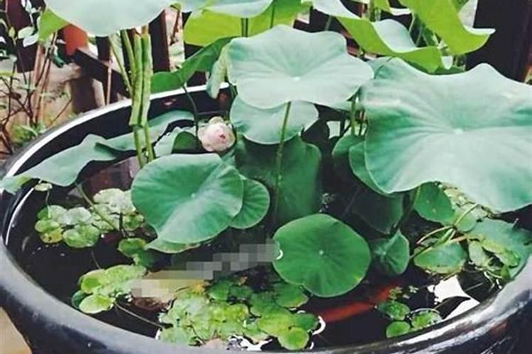 碗莲的营养液怎么自制