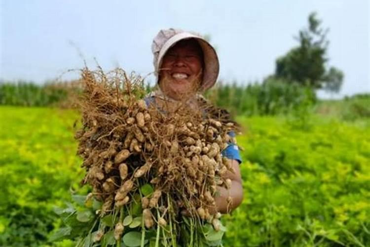 大豆花生需要施炎肥吗