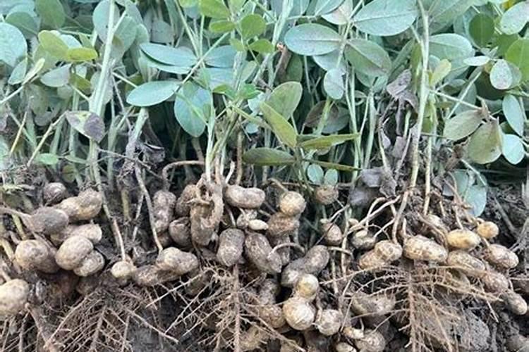 大豆开花期打什么叶面肥好 大豆用什么肥