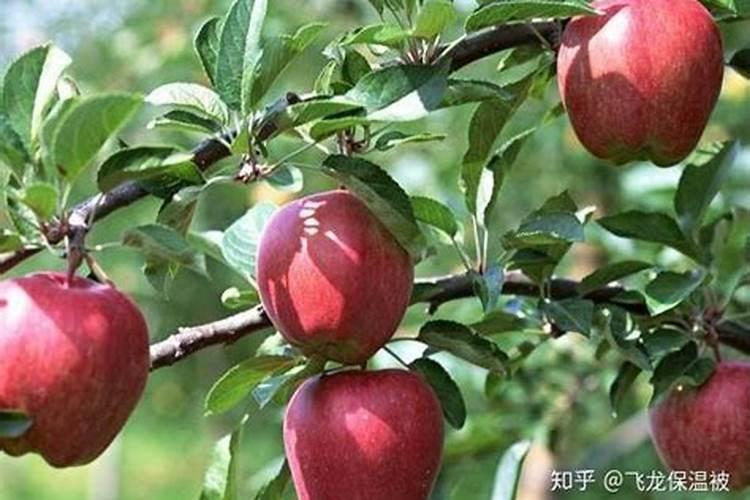 葡萄幼果期应该用什么化肥