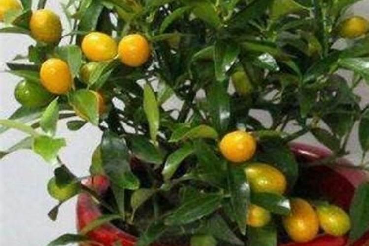 金钱桔栽种方法金钱桔如何种植管理