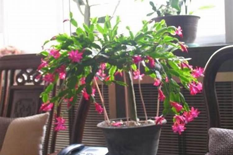 蟹爪兰怎么养才好,5个要点让蟹爪兰又壮花又多