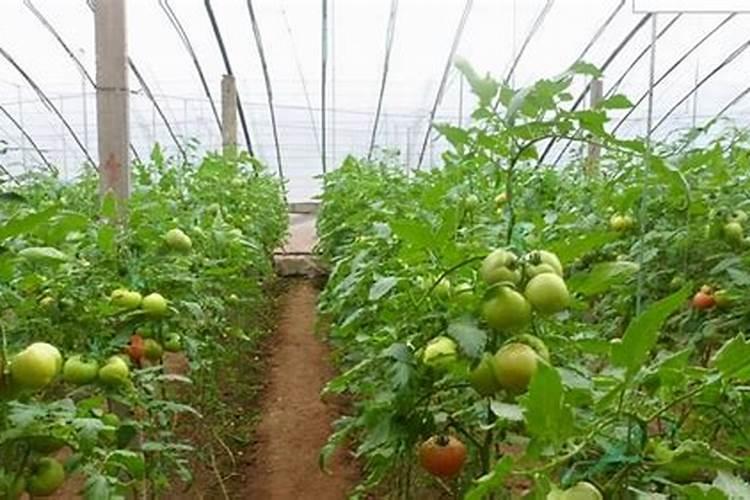 樱桃树施什么肥最好