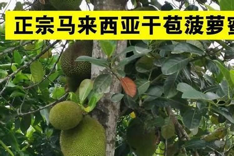 如果长期下雨该如何管理菠萝蜜园？