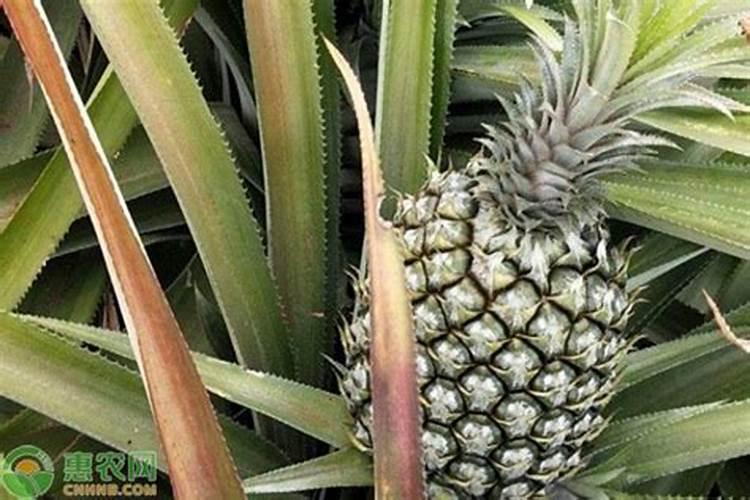 15℃以上喷叶面肥对菠萝蜜有效果吗