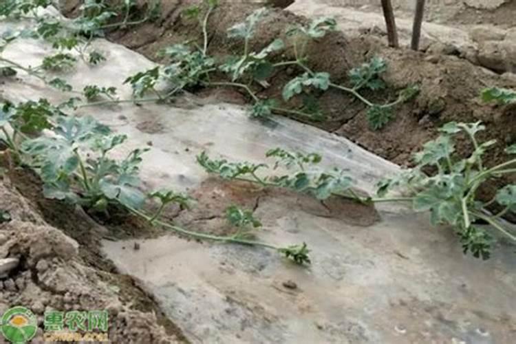 种植西瓜用什么肥料最佳 种植西瓜用的肥料