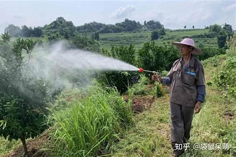 豆角盛产期应该冲什么样的冲施肥比较好,三个20的可以不？？或者是1535...