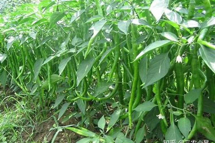 南瓜施什么肥料最好