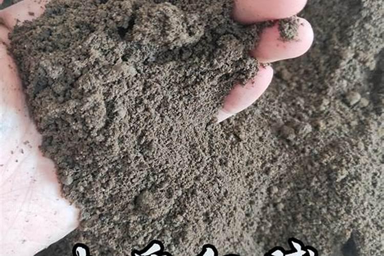 家里种什么花肥最好最旺