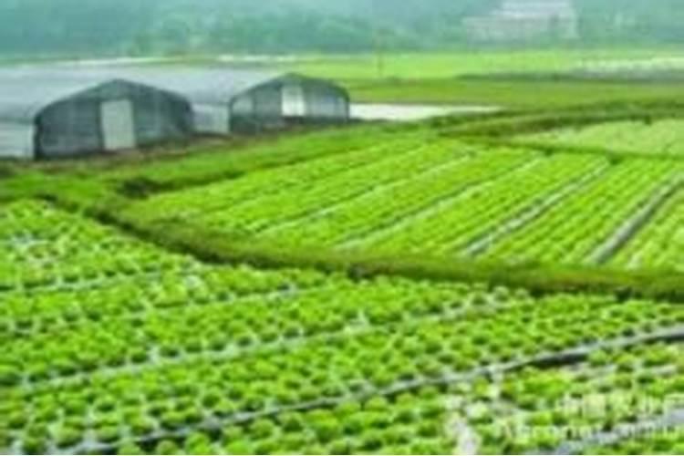 三农股票有哪些龙头股