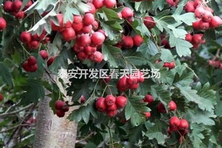 白菜心里的白菜叶边缘发黄变得枯萎是怎么回事？还能吃吗？
