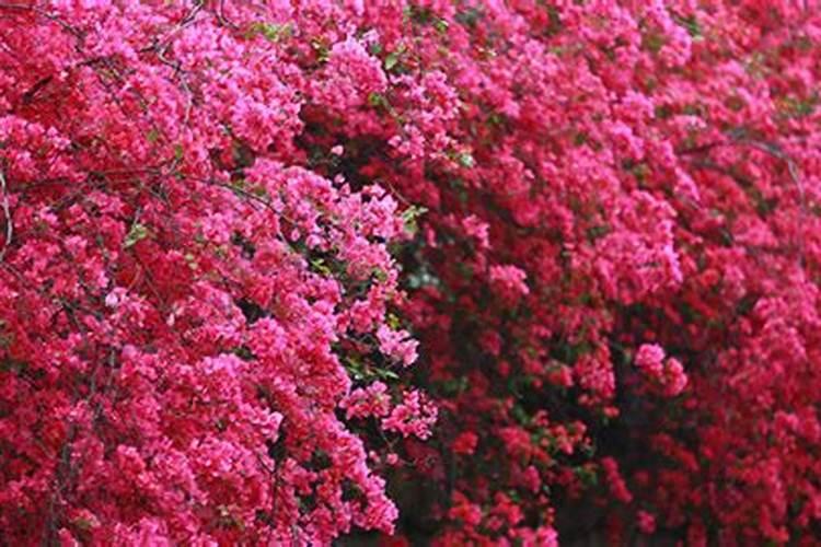 大樱桃树花蕾期打什么药能提高坐果率