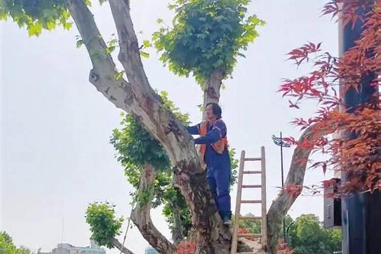 树苗施什么肥料什么时间施肥最好