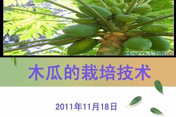 怎样种木瓜产量高(木瓜高产种植管理方法与栽培技术要点)