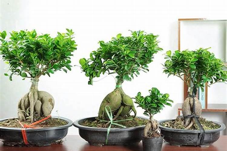 榕树适合什么样的生长环境？榕树盆栽修剪养护技巧