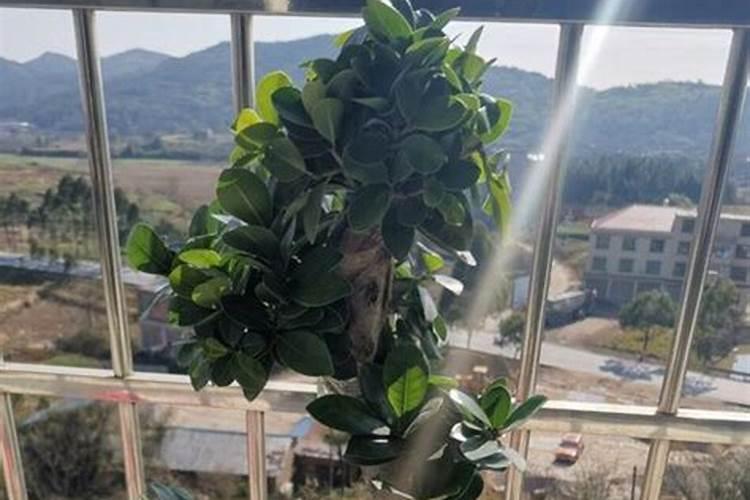 榕树怎么养啊