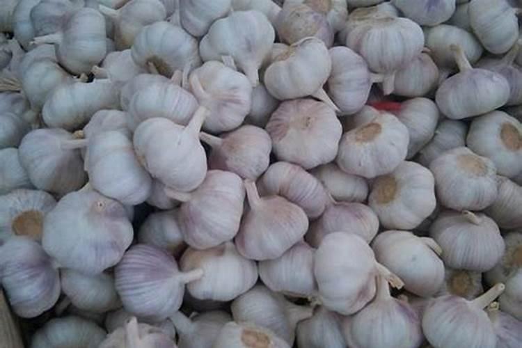 大蒜专用什么肥料