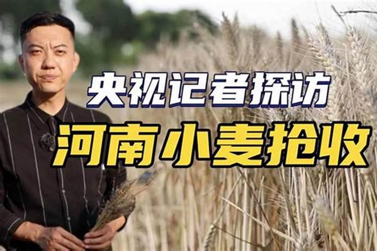 小麦最忌三种肥料