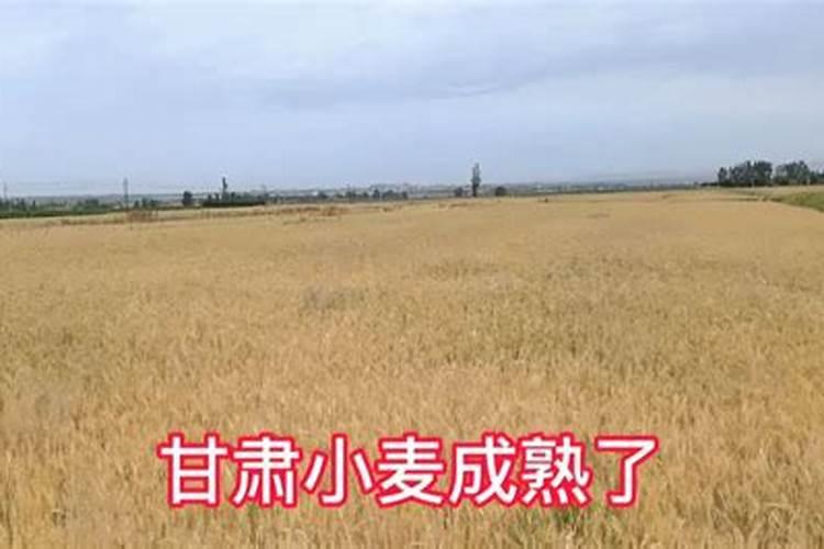 施用氮肥过多对植物有什么影响