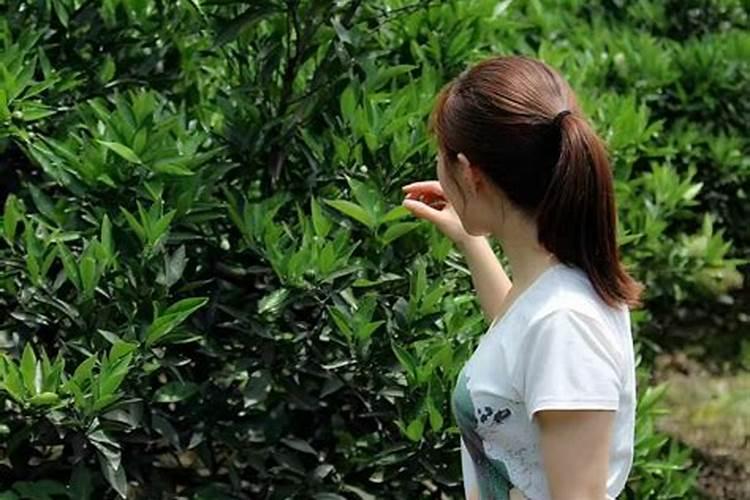 芸苔素内酯植物生长调节剂在西瓜上怎样使用