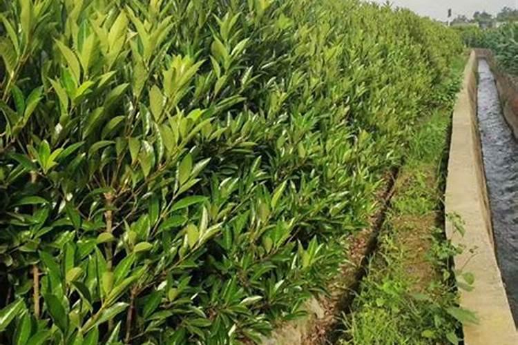 钾肥的正确使用方法 合理施用钾肥需要注意什么