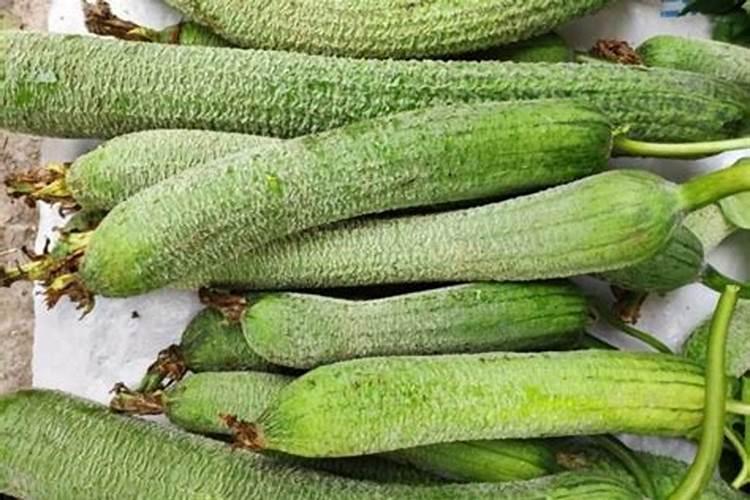 丝瓜最怕什么肥料