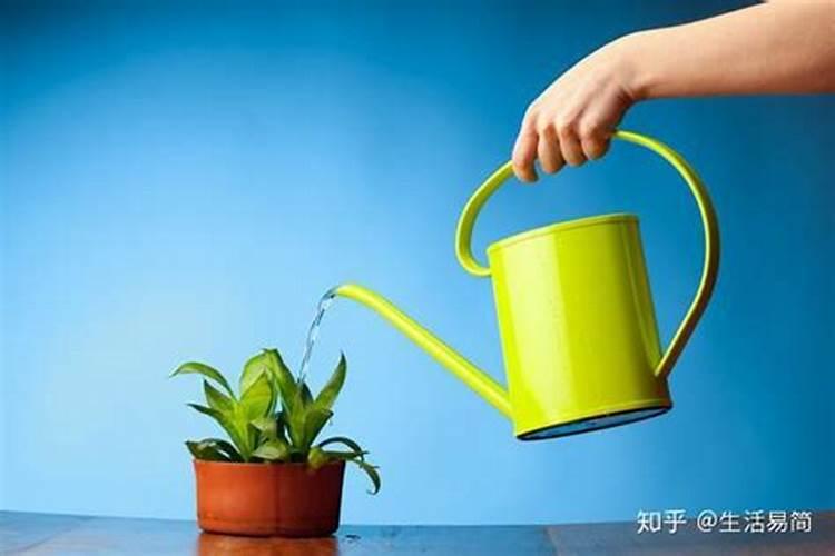 青宝山花浇水能浇透吗？