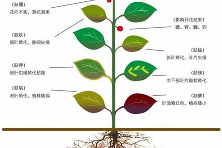 樱花怎么施肥