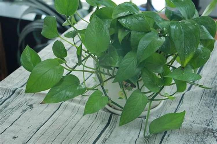 微量元素肥料有哪些 微量元素肥料有什么作用